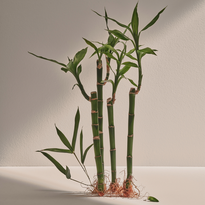 Bambú Man